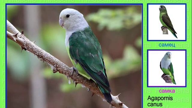 Неразлучники. Попугай. Голоса птиц смотреть онлайн
