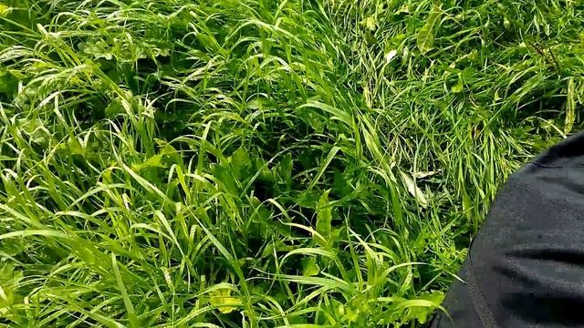 Рыбалка в Карелии 2016 Озеро верхнее Лампи Fishing in Karelia 2016 Lake Superior Lumpy смотреть онлайн