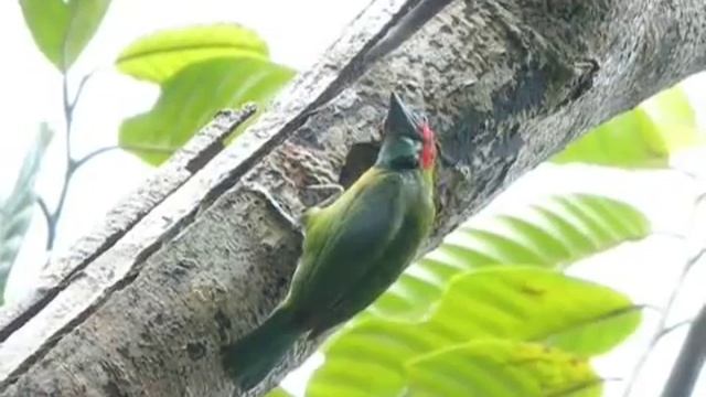 Barbet, Blue-Eared смотреть онлайн