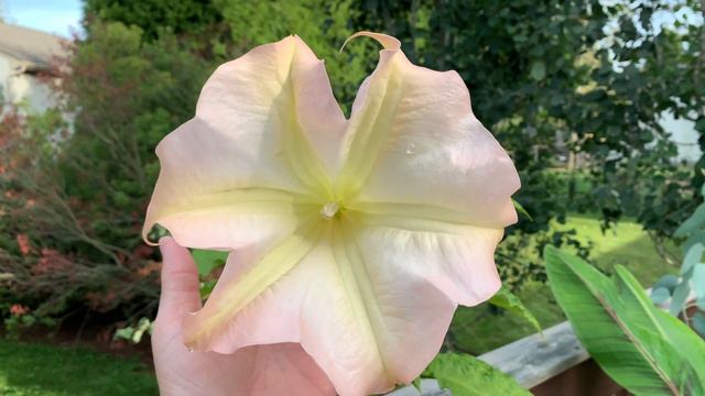 Angel’s Trumpet (Brugmansia) смотреть онлайн