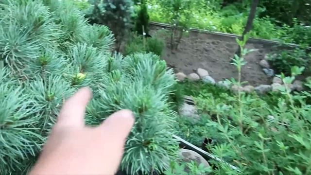 ХВОЙНЫЕ РАСТЕНИЯ В ПРОДАЖЕ из сада- июль 2022г смотреть онлайн
