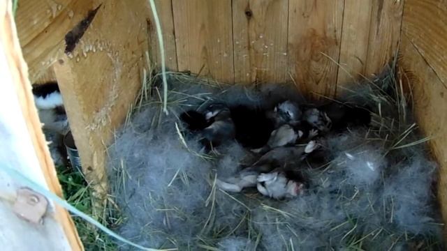 Кормление кроликов травой смотреть онлайн