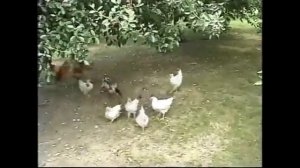 Фейхоа +100500