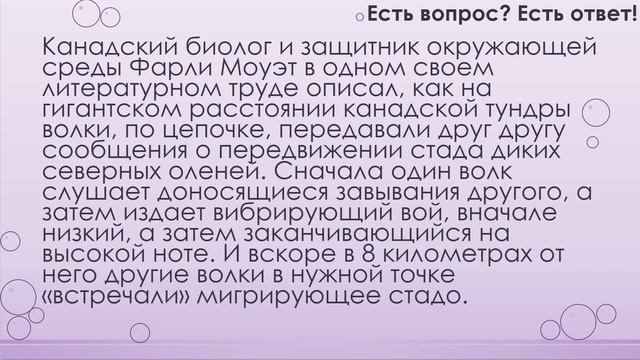 Почему волки воют на луну? [187] смотреть онлайн