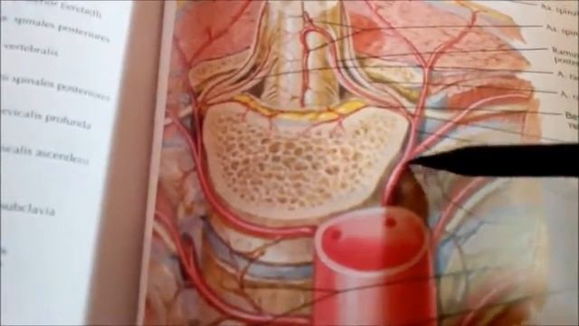 3 4 Дуга аорты, грудная часть, их анастомозы смотреть онлайн