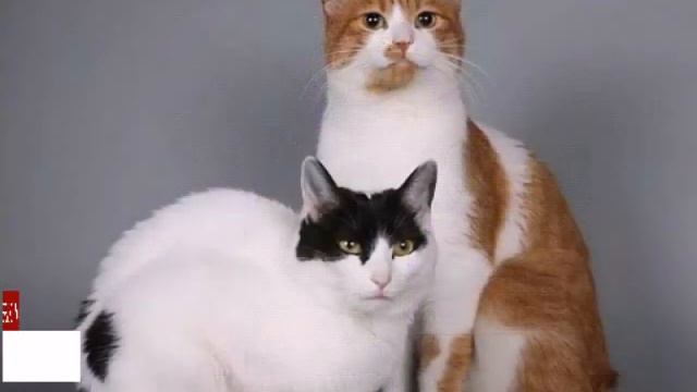 Рубрика: Породы кошек- Японский Бобтейл. 1.ч. смотреть онлайн