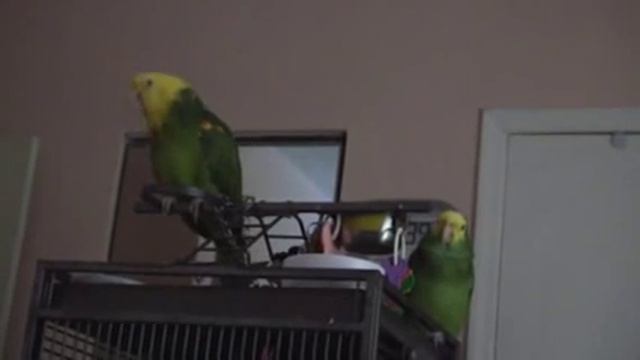 Попугаи амазоны ухаживают. Amazon parrots mating season смотреть онлайн