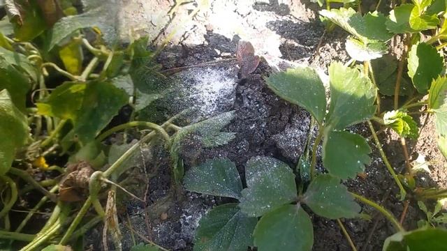 VLOG - МЫ СНОВА НА ДАЧЕ/ЛАЙМ НА ЗИМУ смотреть онлайн