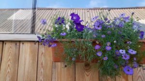 Петунья в цвету в середине июля обзор.