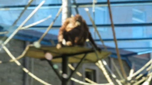 Орангутаны Мишель и Бату на даче отдыхают 03.08.2020 смотреть онлайн