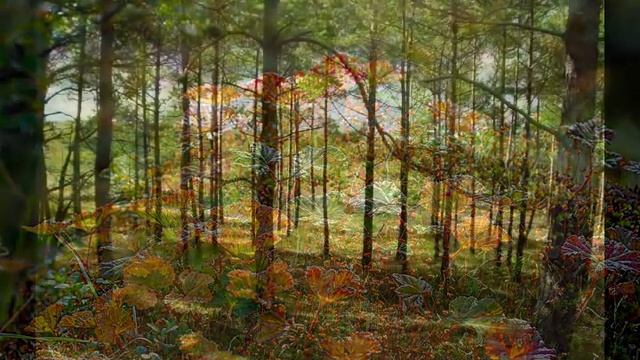 Лесосплав смотреть онлайн