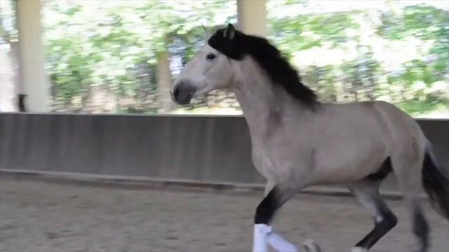 Top 10 Andalusian Horses