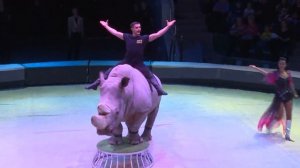 В рязанском цирке представили программу «Гиганты Африки»
