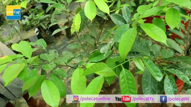''മാതാ അഗ്രി ഫാർമിലെ'' പച്ചക്കറികൾ ചെടികൾ ഫല വൃക്ഷങ്ങൾ Agriculture Farm, Vegetables, Fruits, Plants