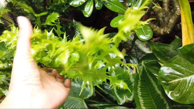 Mini Garden Plant Tour/Tisay Collection смотреть онлайн