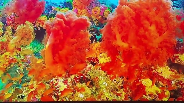 Доктор Айболит. Корней Чуковский. смотреть онлайн