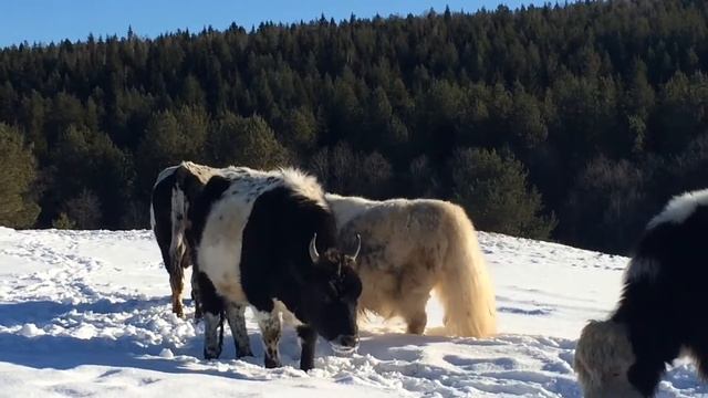Оленья ферма / deer farm смотреть онлайн
