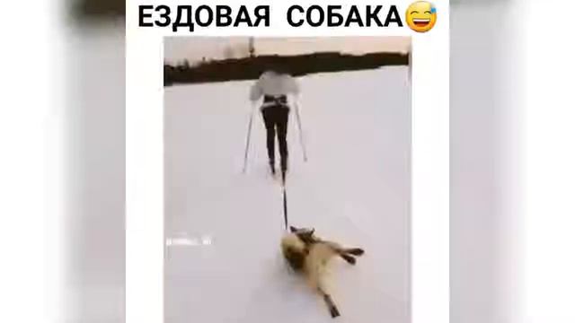 Приколы С Домашние Животные.Самые Смешные Животных. смотреть онлайн