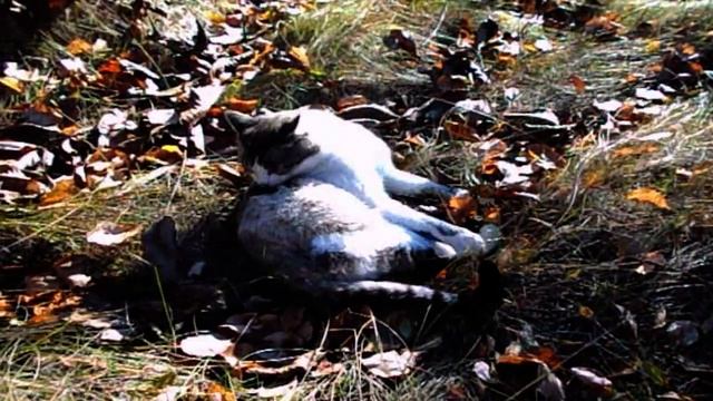 САМВЕЛ АДАМЯН ШОКИРОВАН. НА ГРАНДЕНИКО ВПЕРВЫЕ В ЖИЗНИ SKАКАЛА ЖЕНЩИНА смотреть онлайн