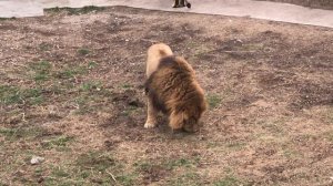 Львицы атаковали льва своей нежностью! Тайган The lionesses attacked the lion with their tenderness