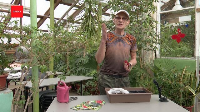 Джентльмен у дачи: семена кабачков, редиса и тыквы смотреть онлайн