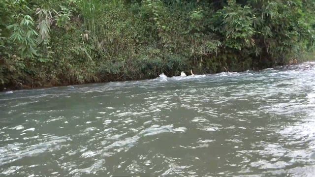 Catch fish with the skill of primitive man, Big fish with many weird eggs - Primitive life смотреть онлайн