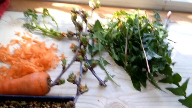 Канарейки Весеннее-кормление.чем кормить,как кормить,птиц ! смотреть онлайн