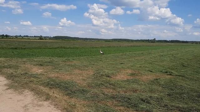 Ботяны, так в Польше называют аистов. смотреть онлайн