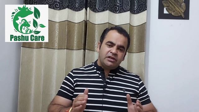 Calf ko kaise taiyar karein|calf ka diet plan 0-3 month|pashucare смотреть онлайн