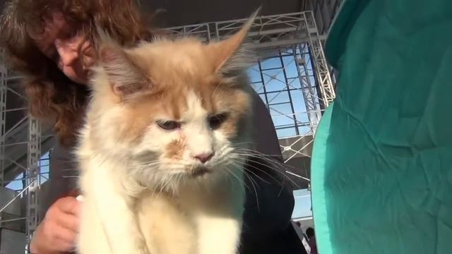 VLOG Ваша Юля - Выставка КОШЕК "РосКошная Осень" на ВДНХ смотреть онлайн