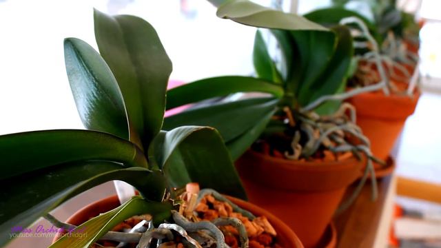 Phalaenopsis Orchids update - Too many leaves! смотреть онлайн