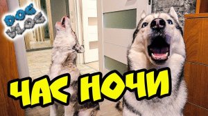 НИКОГДА НЕ СТАВЬ БУДИЛЬНИК НА ЧАС НОЧИ! (Хаски Бандит) Говорящая собака