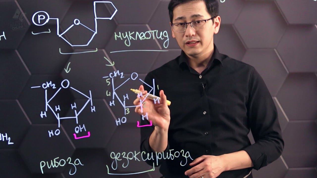 Сходства и различия в строении ДНК и РНК. 10 класс. смотреть онлайн