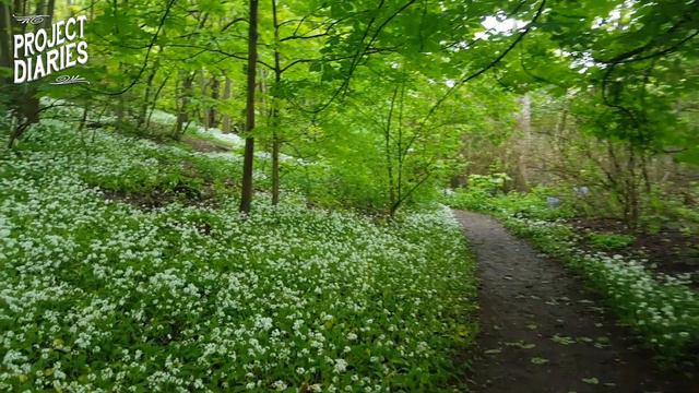 ★ How to Identify & Foraging for Wild Garlic (UK Country Walks) смотреть онлайн