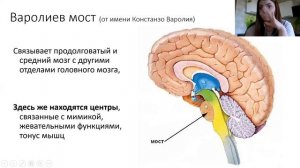 Головной мозг. Строение и функции основных отделов мозга. Поражения головного мозга 8 класс