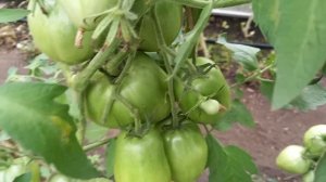 Томат МИНУСИНСКИЕ СТАКАНЫ, настоящий сибиряк, не боится ни холода, ни жары, выдает стабильный урожа