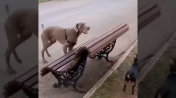 Funniest_Animals_🐧_Awesome_Funny_Animals_Life_Videos_😁_Cutest_Animals