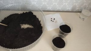 Пальма Вашингтония Нитьеносная из семян. Как посеять семена пальмы Вашингтония Нитьеносная