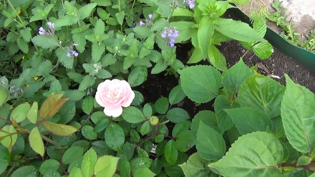 Цветение роз в Иркутской области 21 07 2021г смотреть онлайн