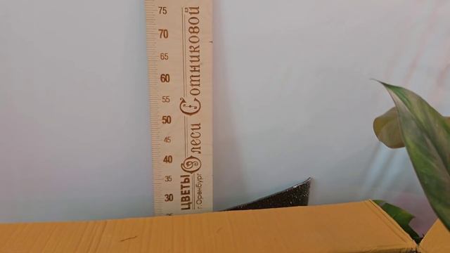 Поступление совместной закупки Тайских растений 31 Июля 2023 г. смотреть онлайн