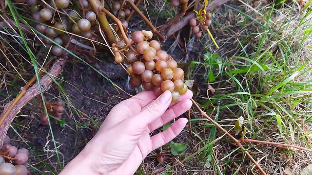 10 сентября вымерзло почти все в саду, замёрзли орехи, ежевика, виноград, хосты, георгины и др