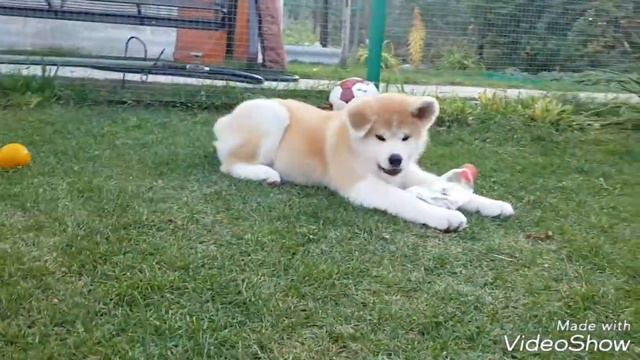 Щенки Акита ину для продажи ВОЛГОГРАД смотреть онлайн