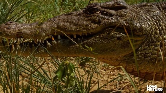 Can Crocodile Mom Protect Her Eggs Against Monster Lizards? смотреть онлайн