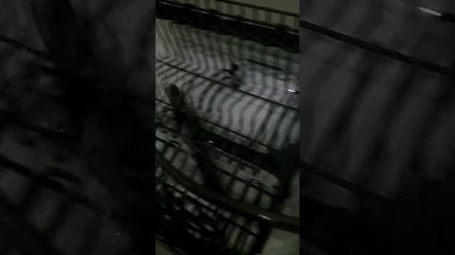 Принцип работы лопастей посудомоечной машины смотреть онлайн