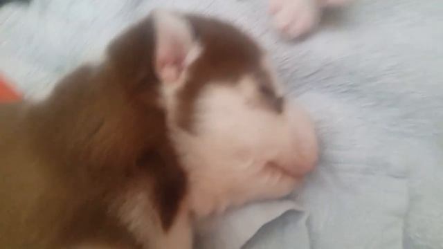 Шоколадный малыш Хаски урчит как кот смотреть онлайн