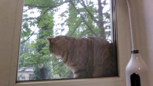 Злой кот, кот шипит