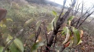 Как обрезать колоновидную яблоню.