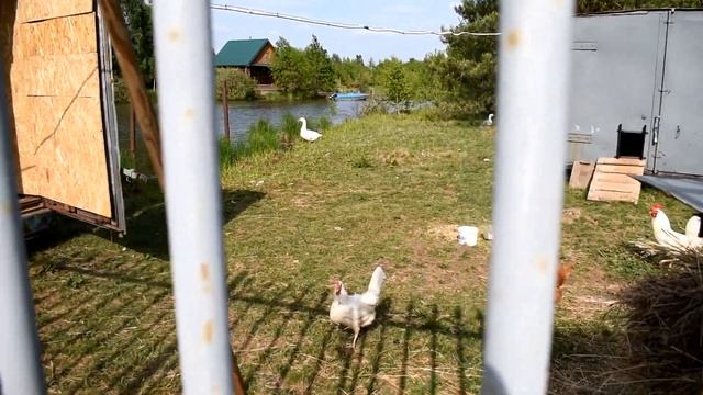 Поездка в Городец школы №179 Нижний Новгород 23.05.2023 смотреть онлайн