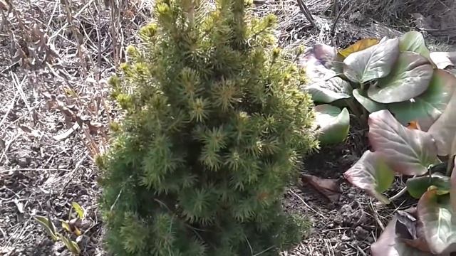 Весна на даче. Начало дачного сезона. Дача сад огород. Живите проще. смотреть онлайн