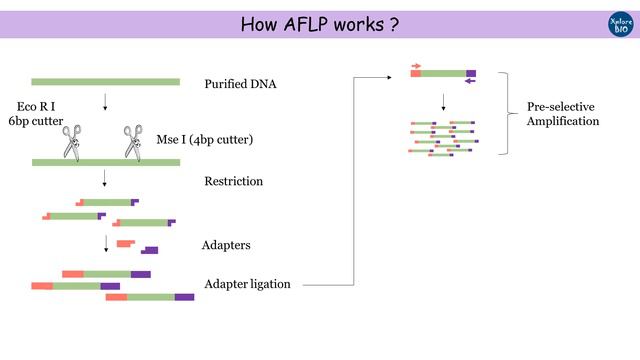AFLP Marker: What Is It? How It Works? Advantages And Disadvantages